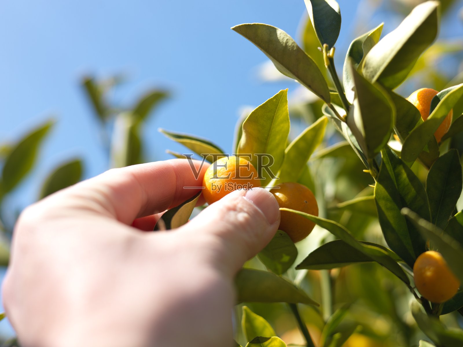 收获照片摄影图片