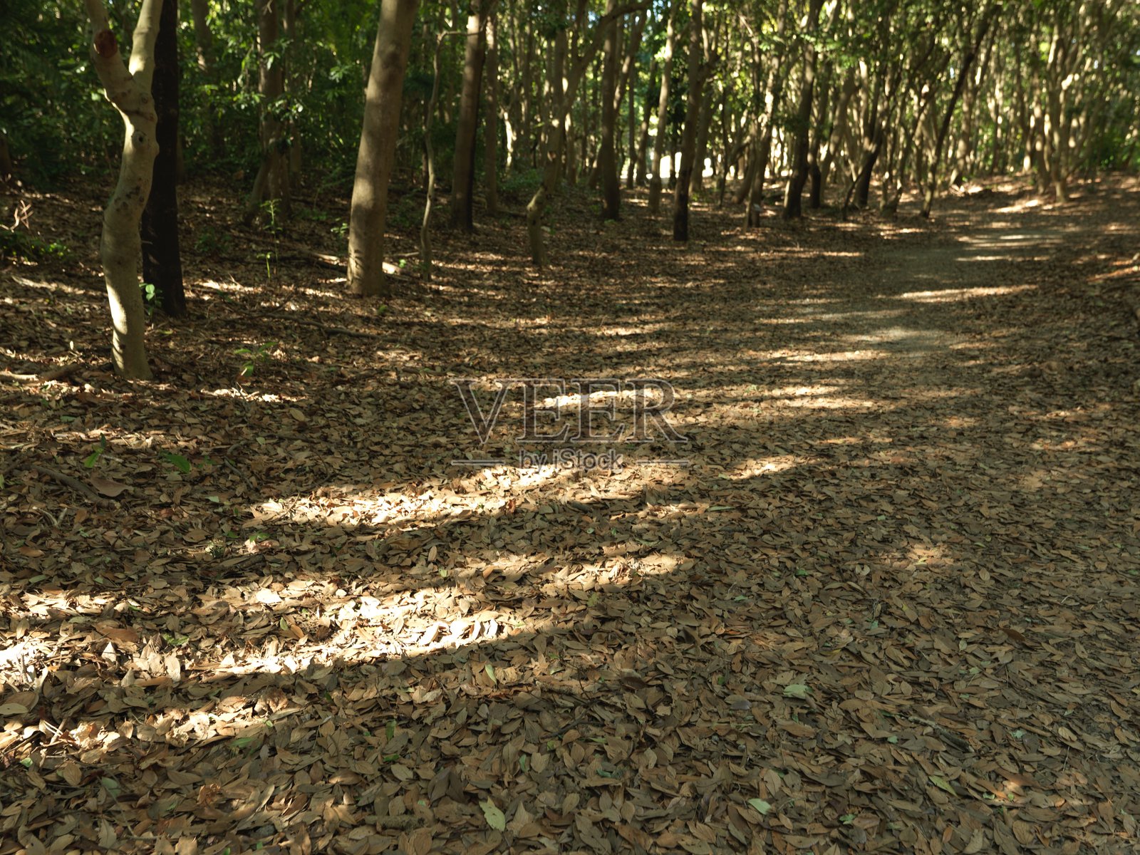 森林照片摄影图片