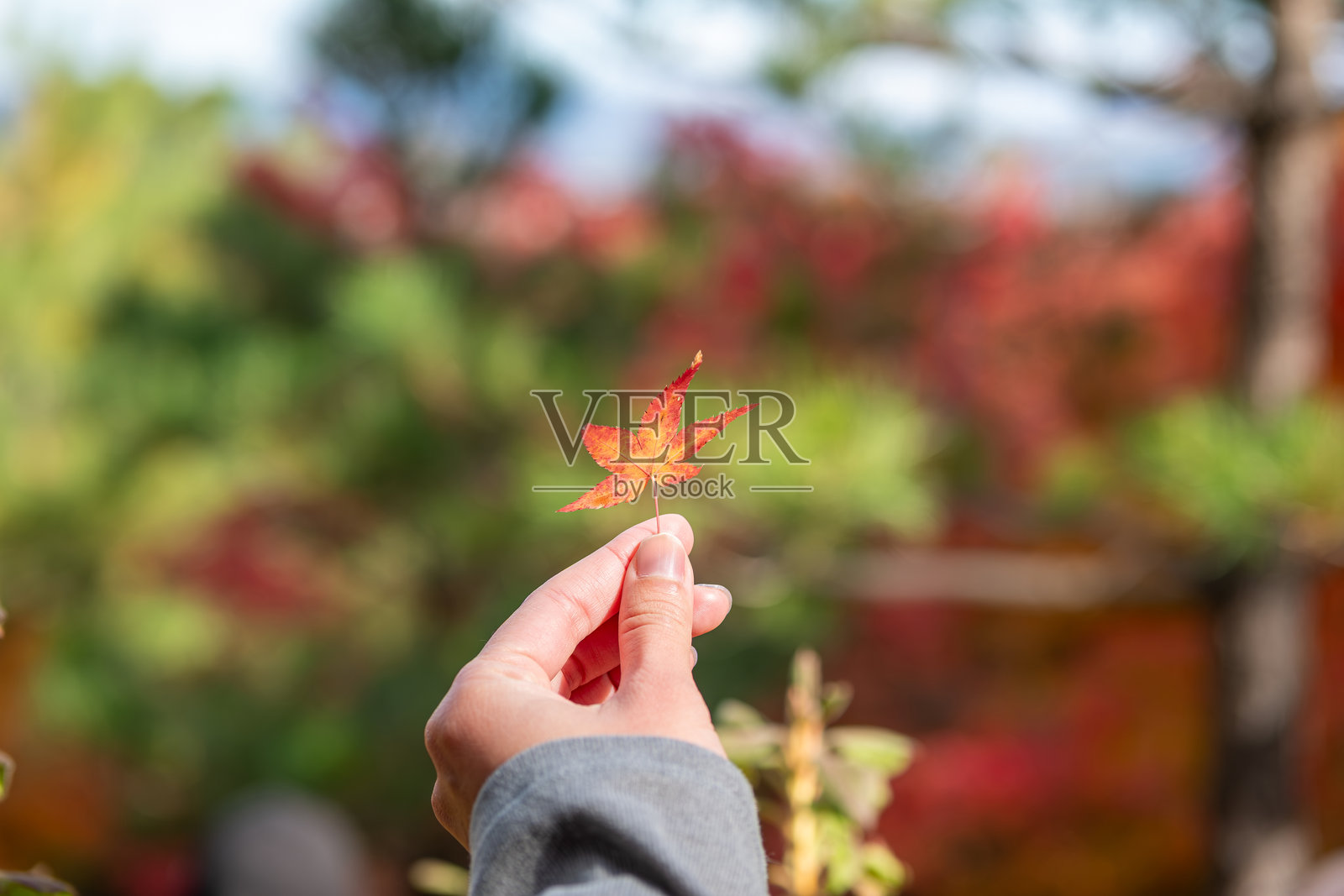 秋天在日本岚山手中握着一片鲜艳的红叶照片摄影图片