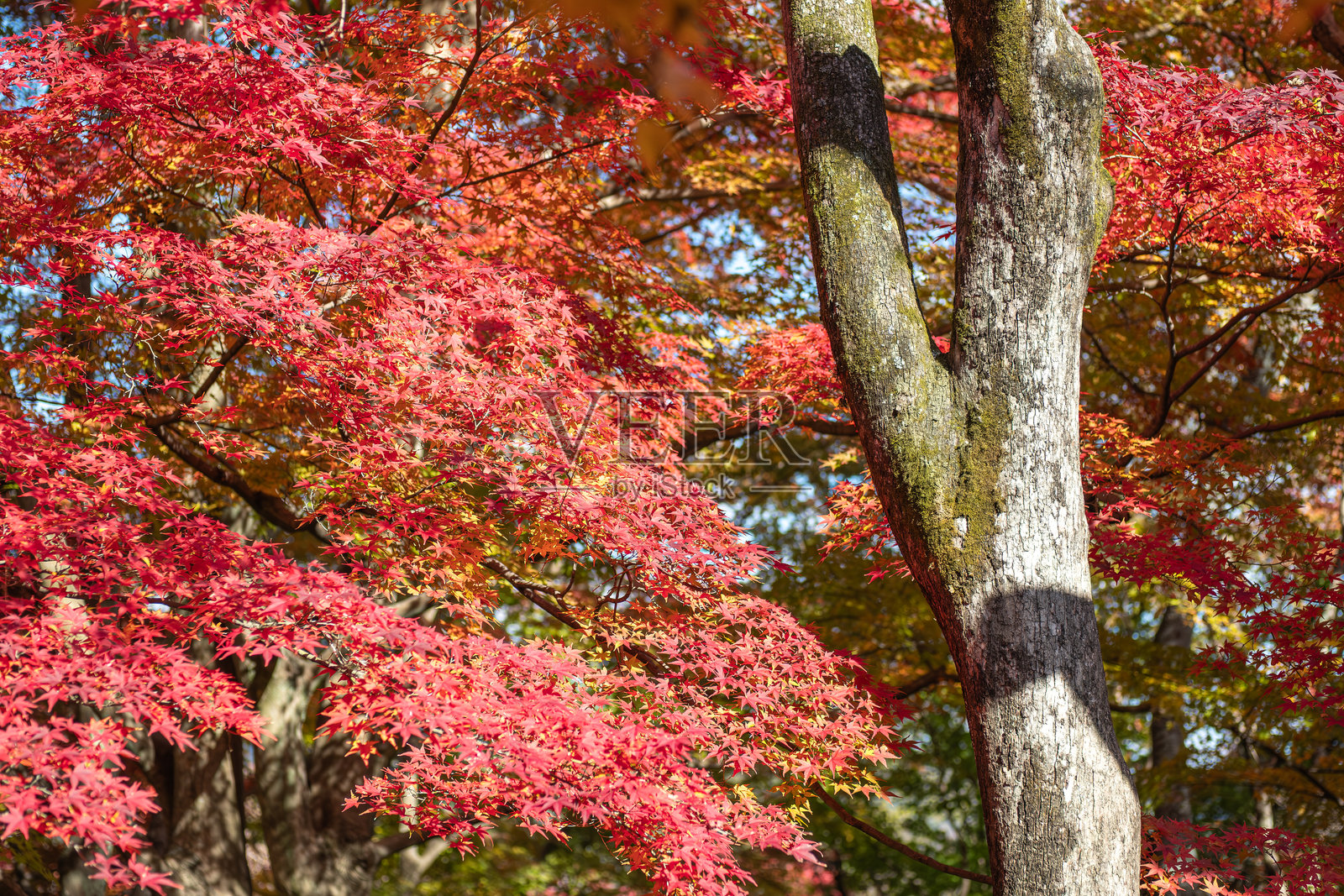 秋天在日本岚山的树上绚丽的红色叶子。照片摄影图片