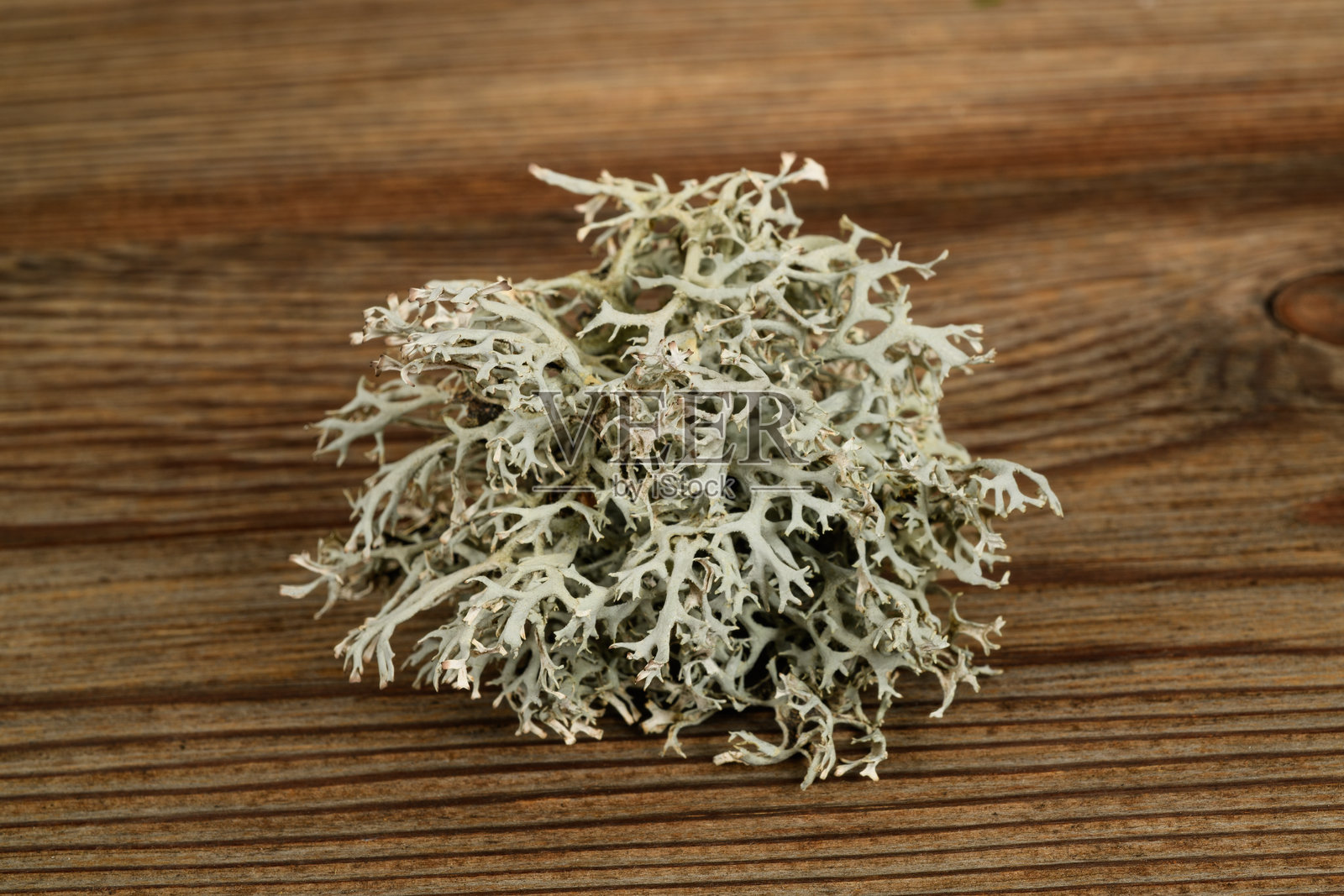 冰岛苔藓照片摄影图片