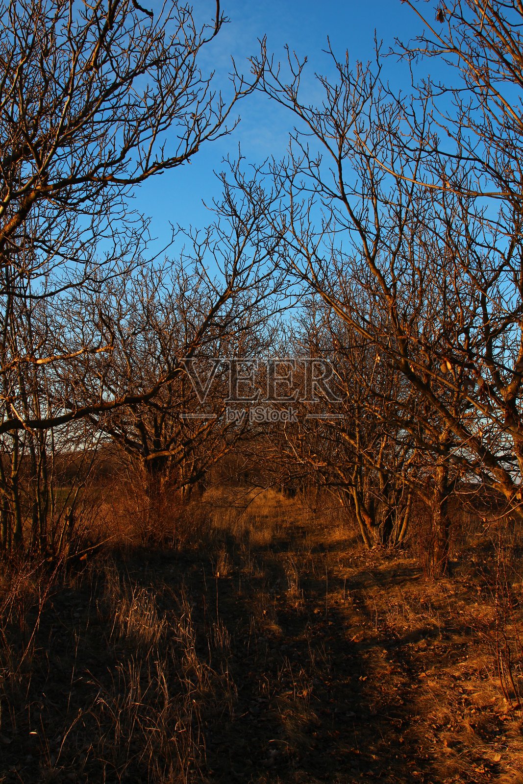 背景有树木和建筑物的风景照片摄影图片