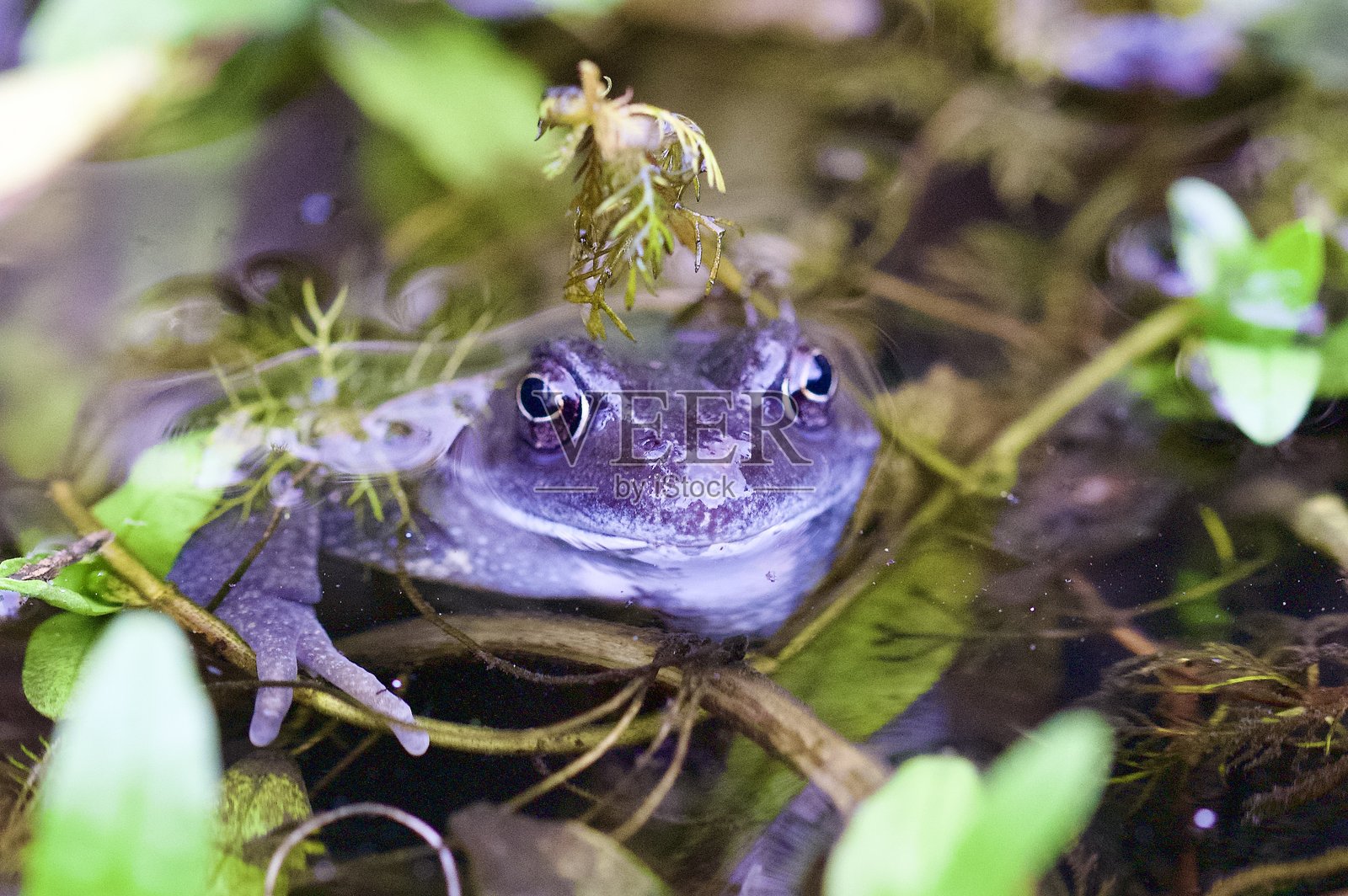 普通青蛙在花园池塘中游泳照片摄影图片
