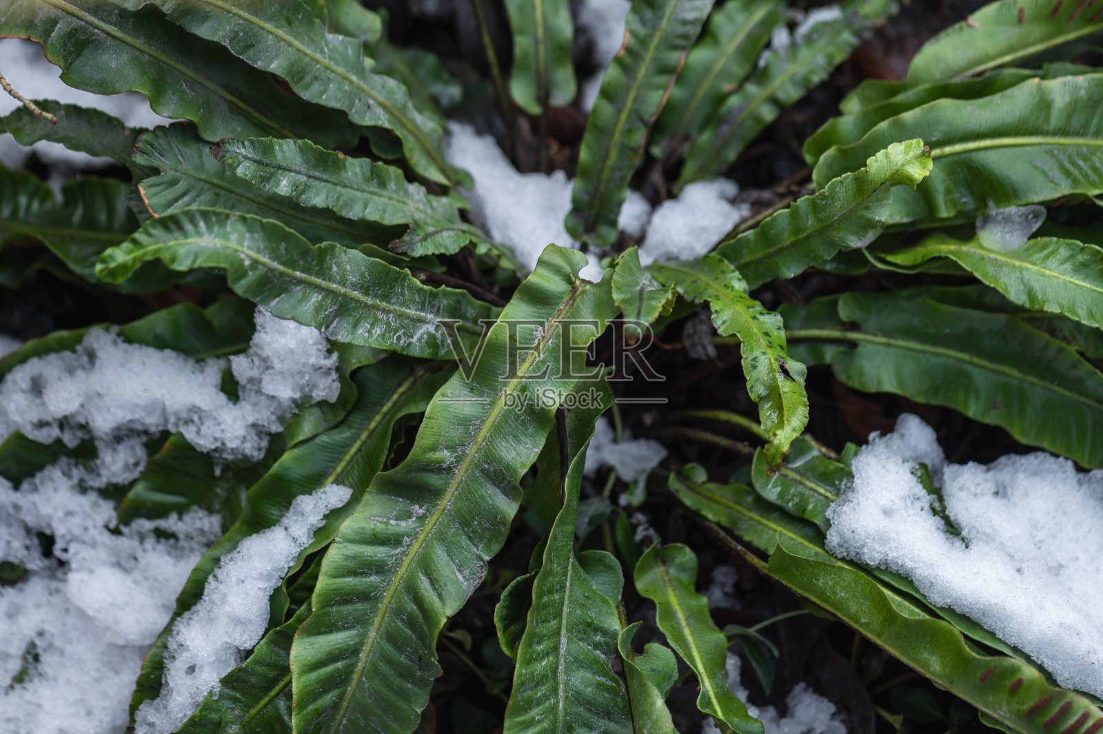 冬季常绿蕨类植物螺旋蕨(Asplenium)特写。照片摄影图片