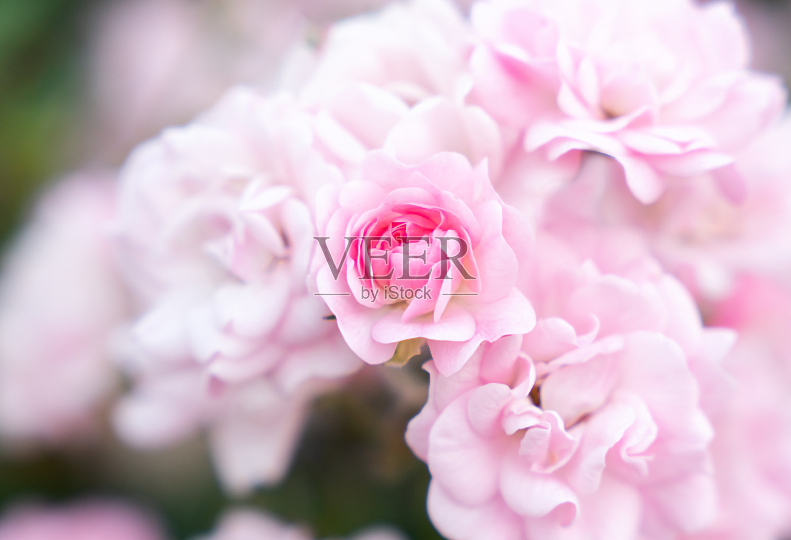 精致美丽的粉色玫瑰花蕾。自然壁纸。特写。照片摄影图片