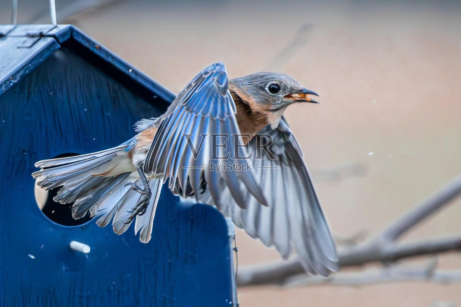 展翅飞翔的蓝鸟照片摄影图片