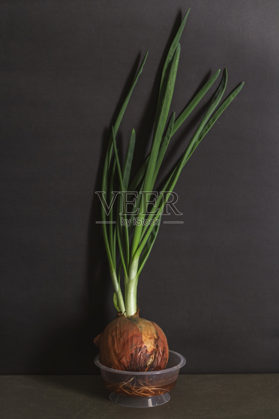 在家种植青葱照片摄影图片