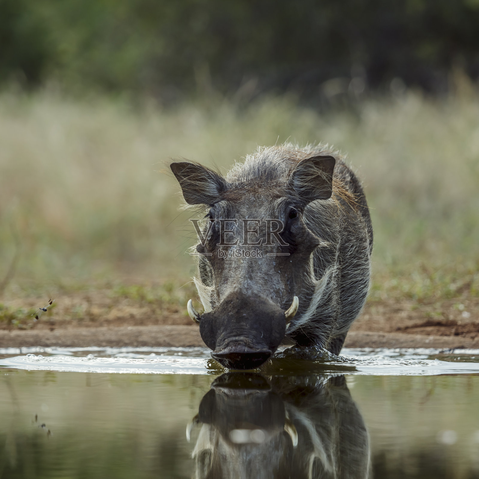 南非大克鲁格国家公园的普通疣猪照片摄影图片