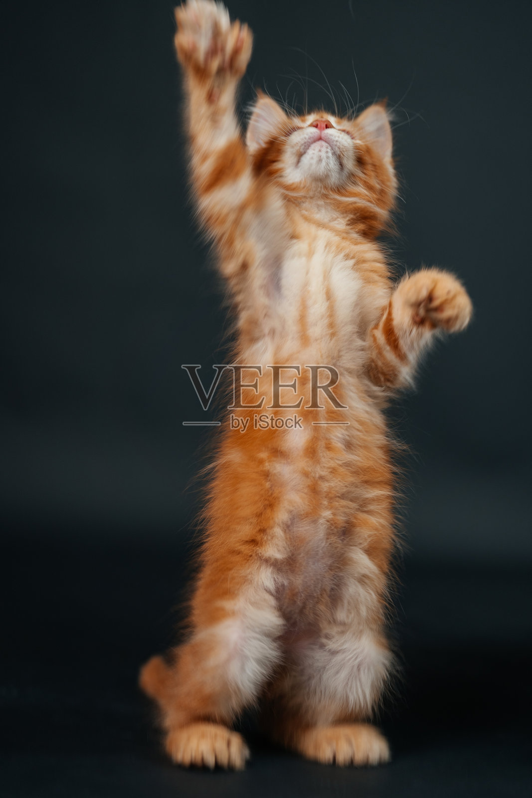 黑色背景上的橙色缅因猫小猫。年轻的纯种缅因猫,深金色。照片摄影图片