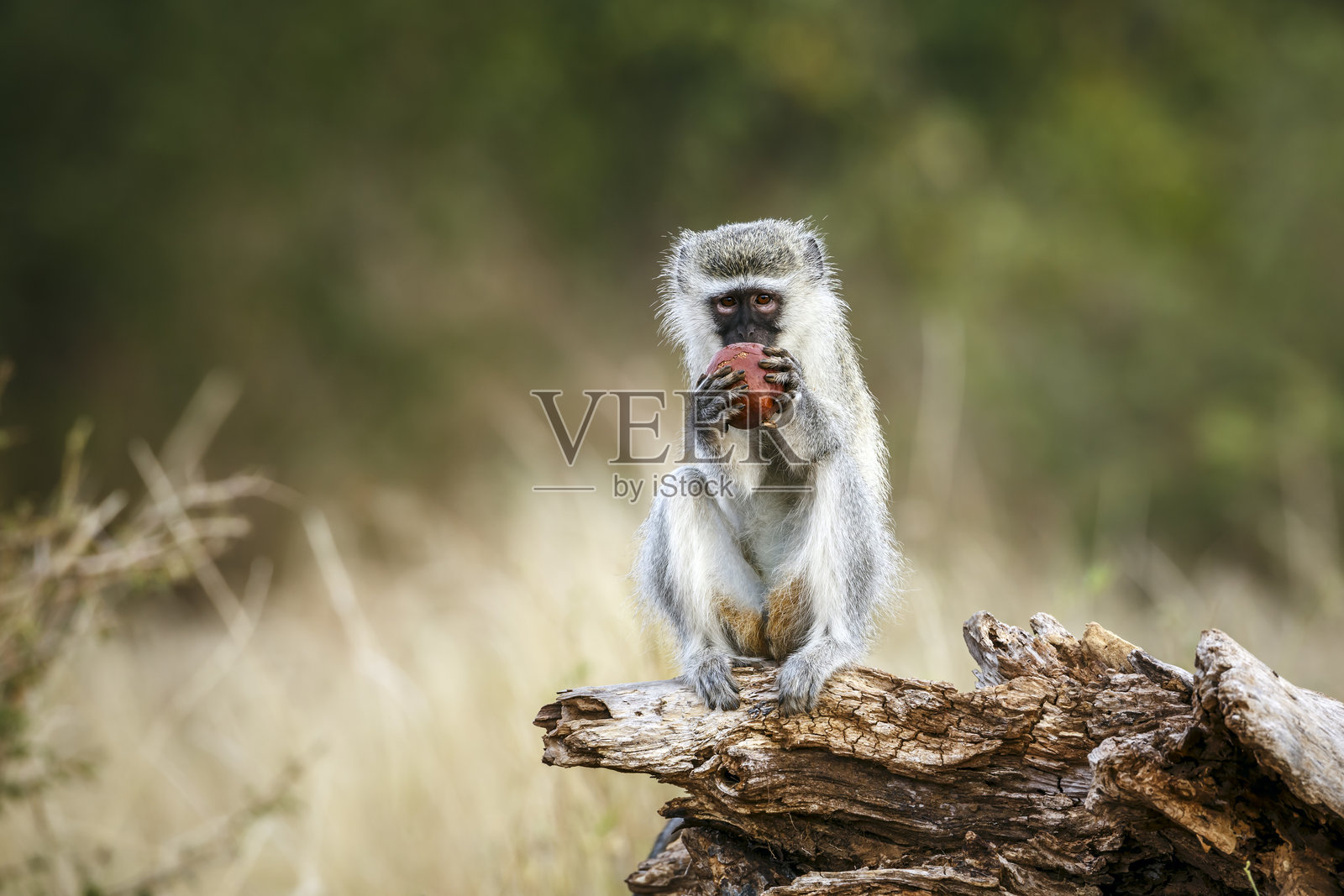 南非大克鲁格国家公园的维尔维特猴照片摄影图片