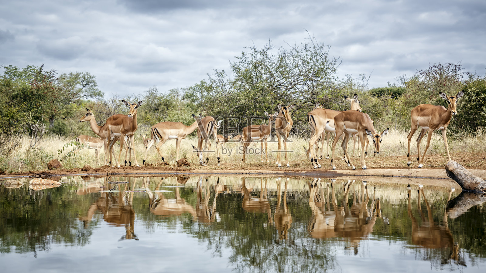 南非大克鲁格国家公园的普通黑斑羚照片摄影图片