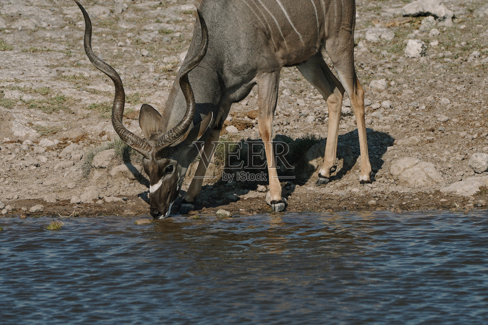 美丽的雄性大角羚(Tragelaphus strepsiceros)在纳米比亚埃托沙国家公园的水坑饮水照片摄影图片