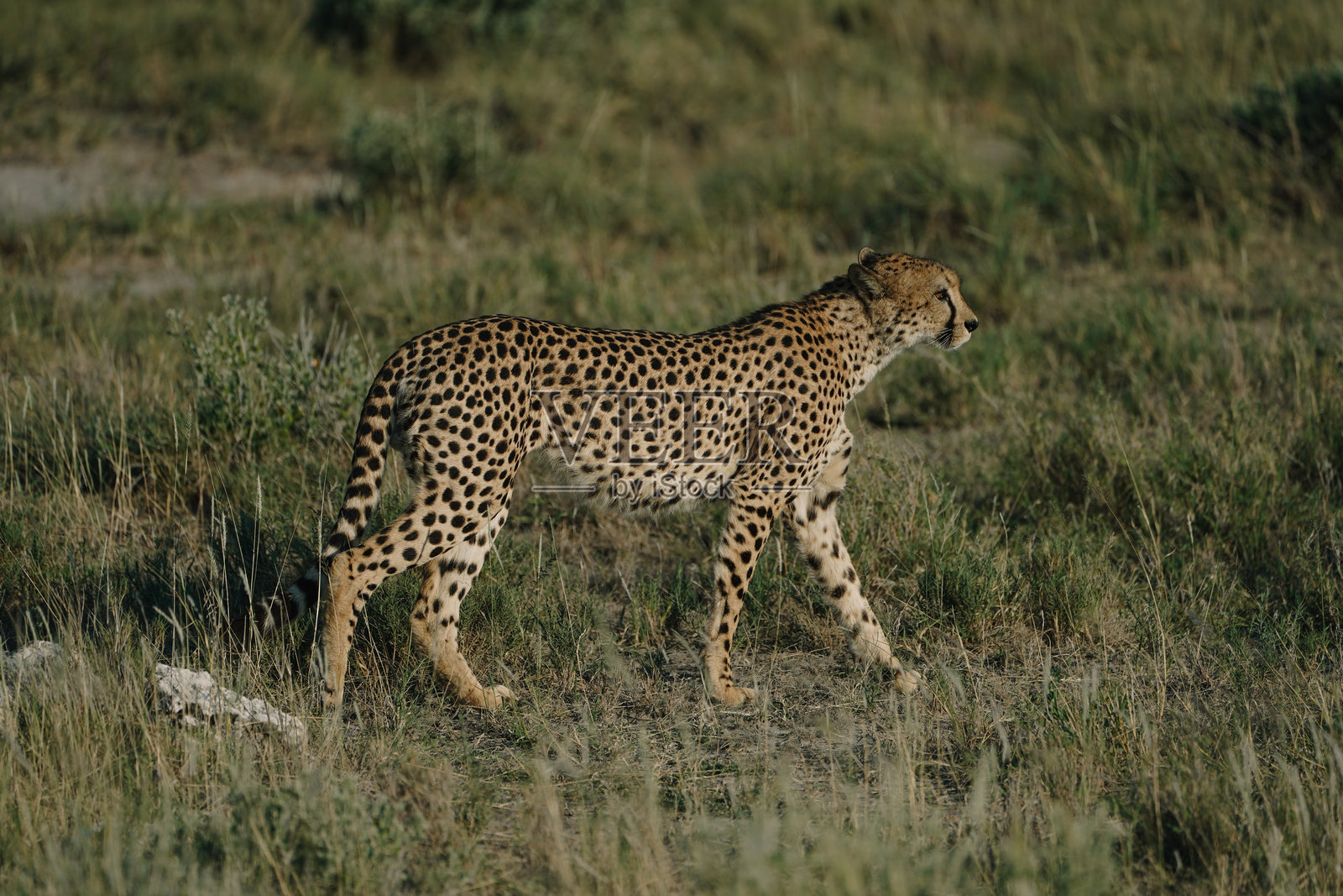 纳米比亚埃托沙国家公园日落时的豹子照片摄影图片