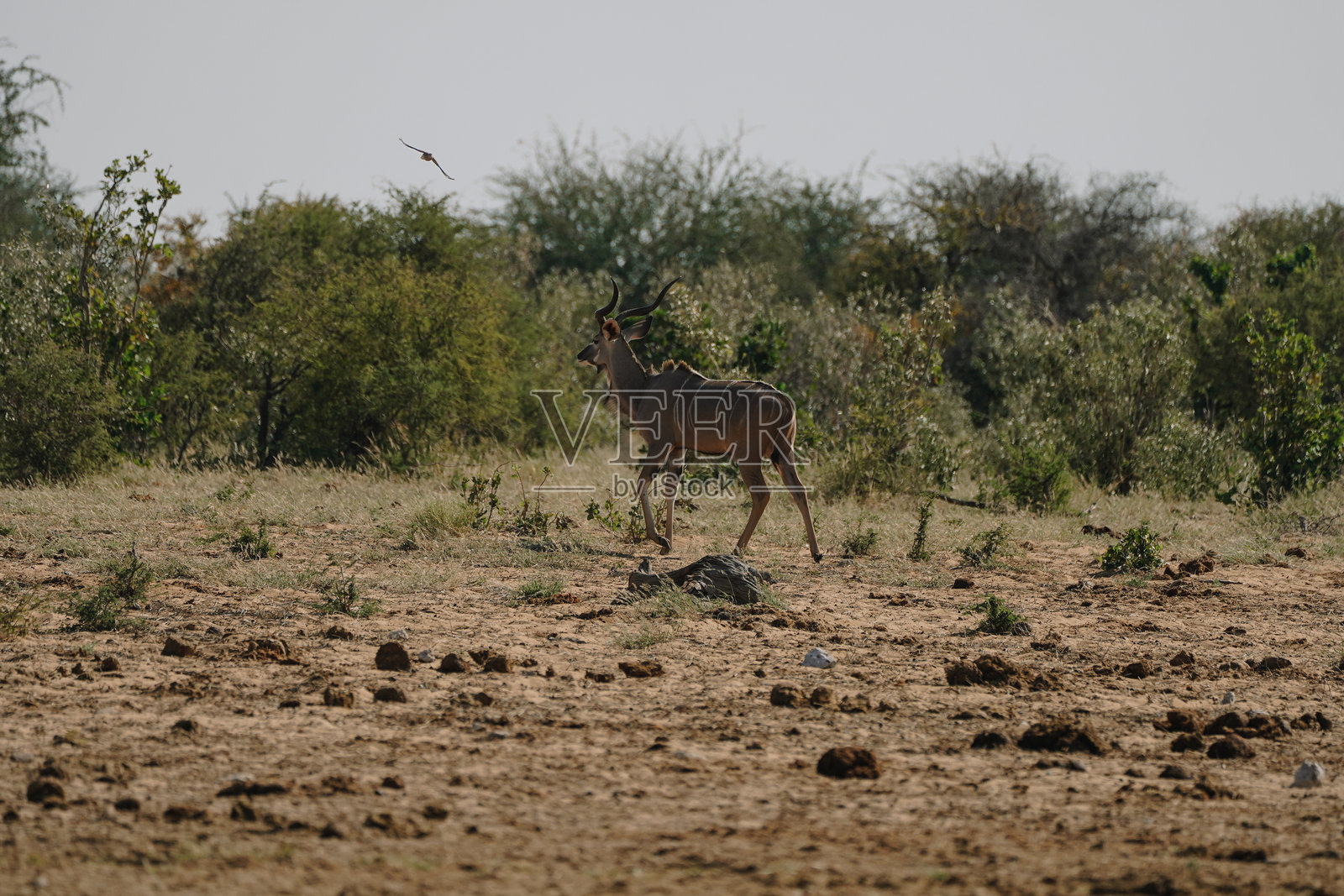 美丽的雄性大角羚(Tragelaphus strepsiceros)在纳米比亚的埃托沙国家公园中照片摄影图片