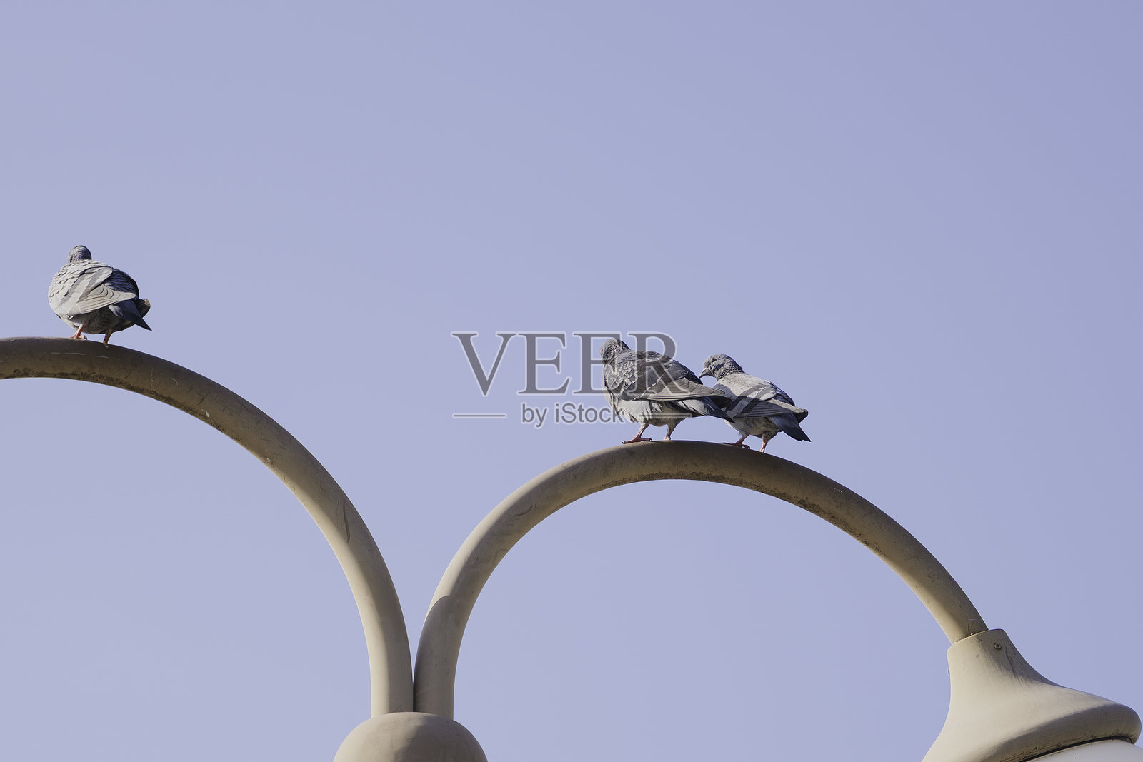 两只鸽子,似乎在讲述一个秘密故事照片摄影图片