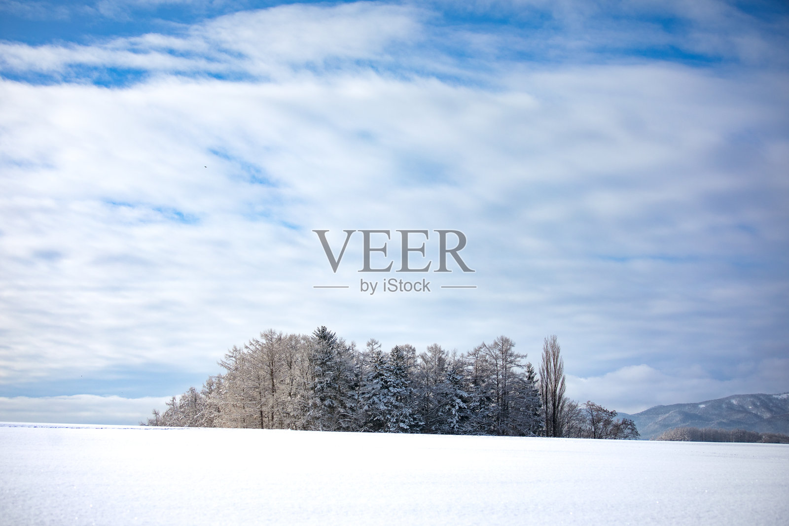 雪覆盖的松树景观与晴朗的天空照片摄影图片