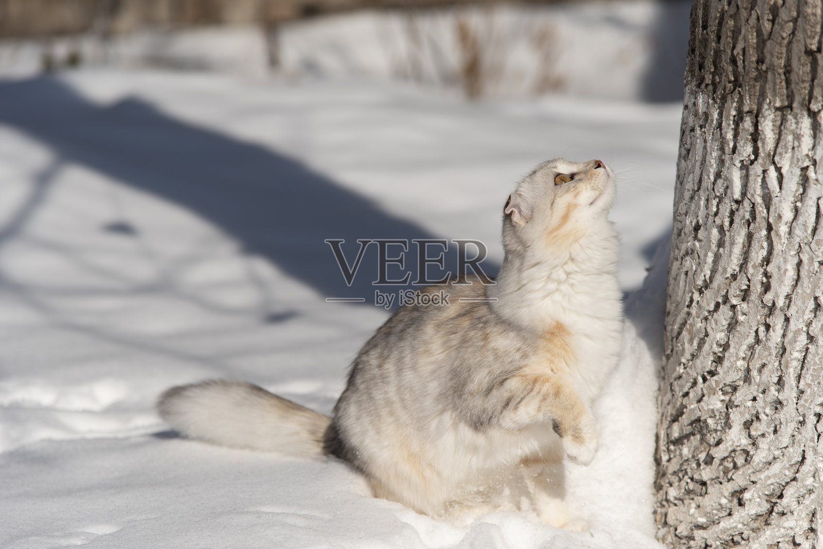 一只垂耳的小猫在冬天的雪地里玩耍,毛茸茸的毛发十分可爱。照片摄影图片