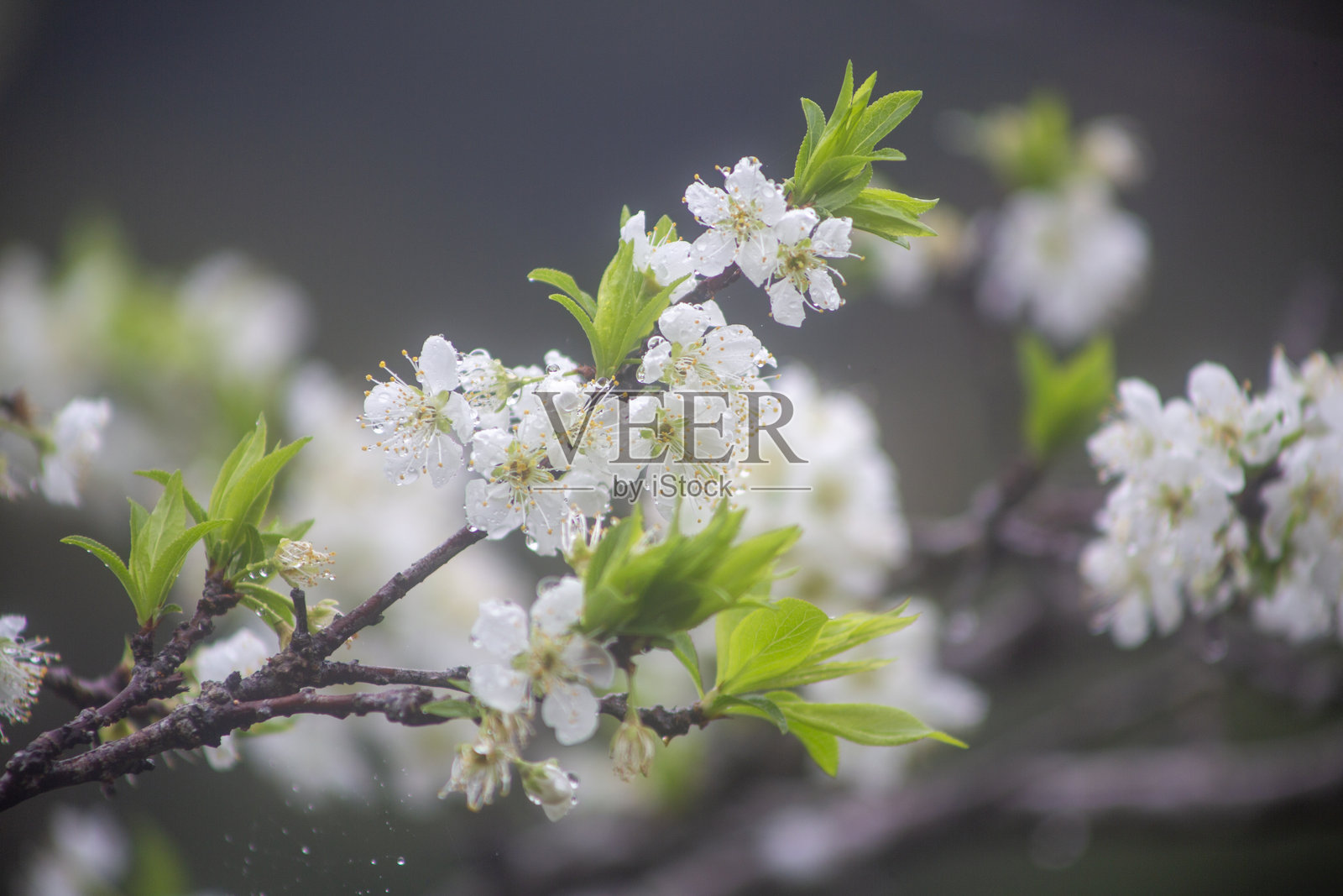 冬季季节性花卉照片摄影图片