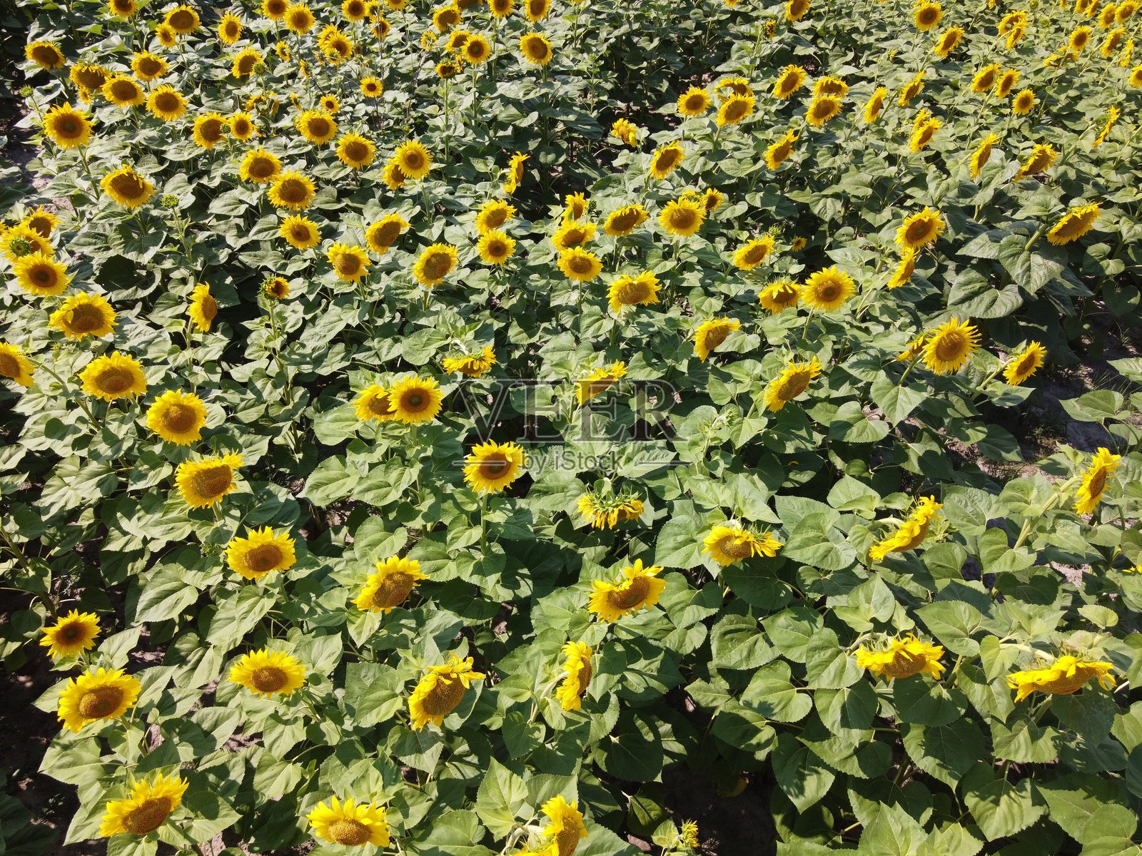 田野中的向日葵花,俯视图。照片摄影图片