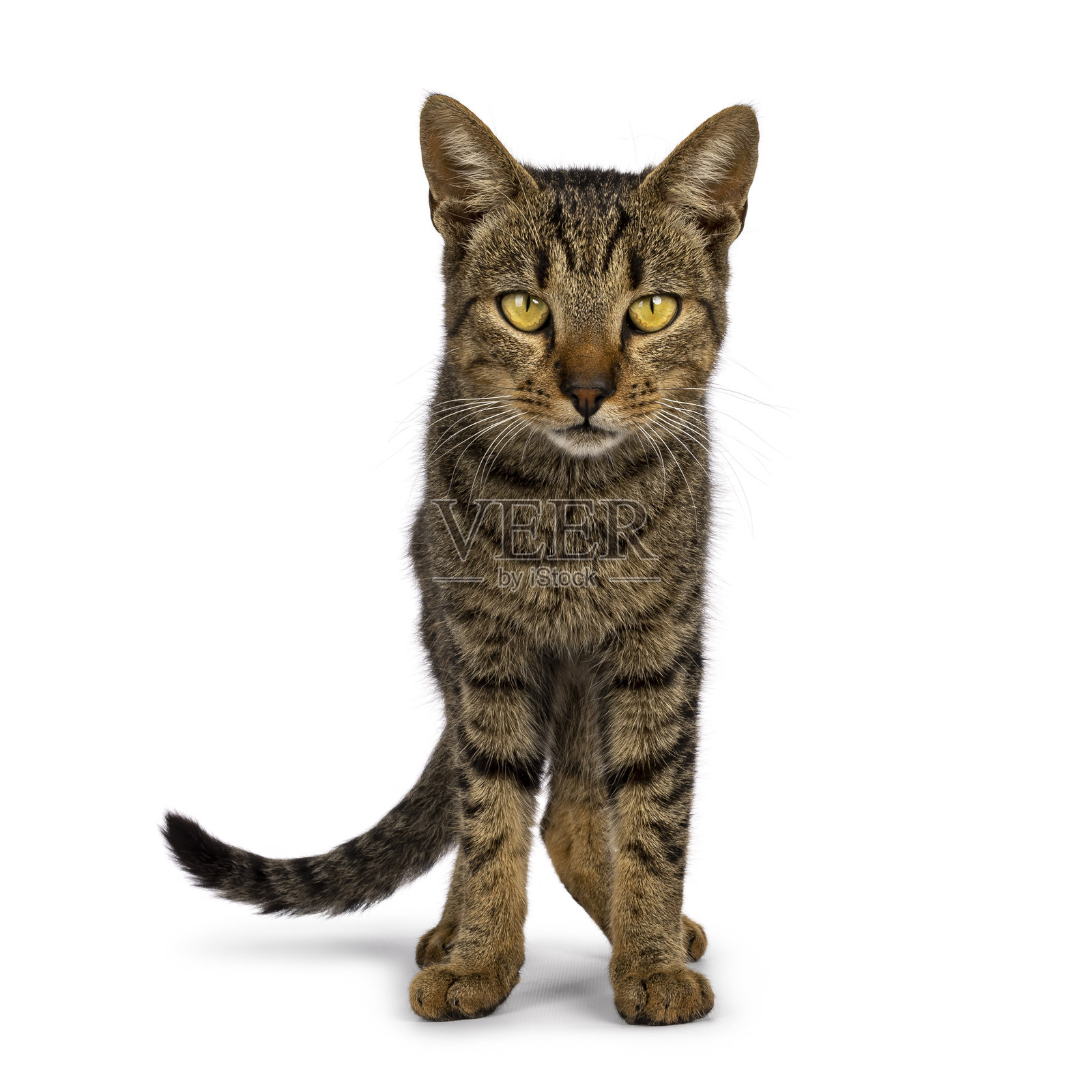 白色背景上的家猫照片摄影图片