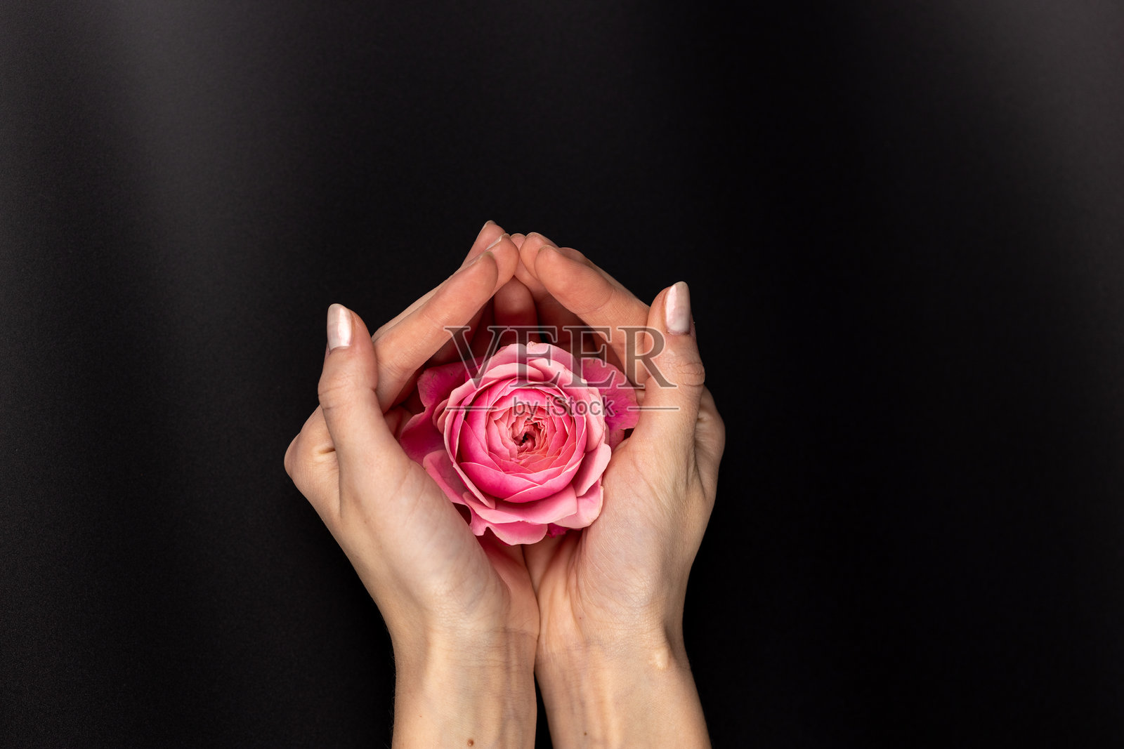 在黑色背景上,一朵粉色的牡丹玫瑰静静地躺在女人的手掌上,盛开的花蕾有许多花瓣,花园里的花朵没有叶子,茶玫瑰呈现出紫红色的色调。照片摄影图片
