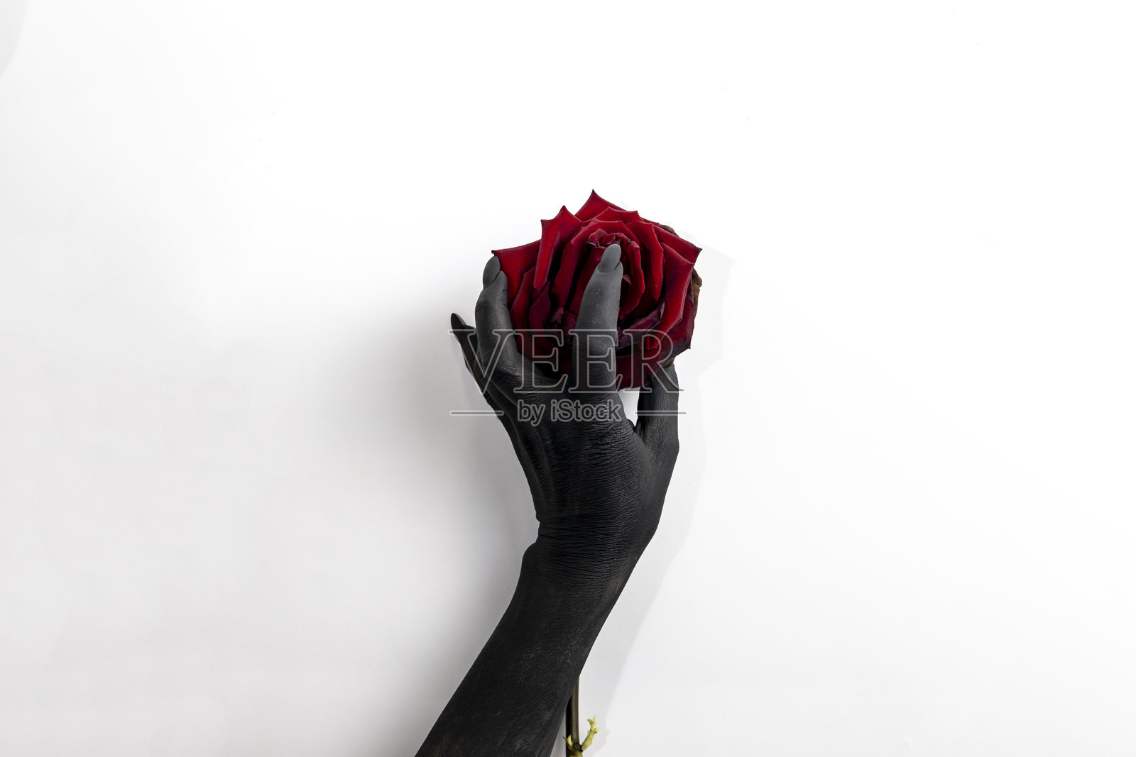 黑色长指甲的手握着一朵玫瑰并使其枯萎。概念照片中,女性的手涂成黑色,握着一朵红色花朵。手中的恶魔力量使玫瑰凋谢。照片摄影图片