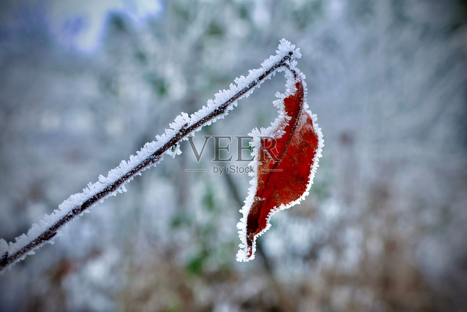霜冻叶子特写照片摄影图片