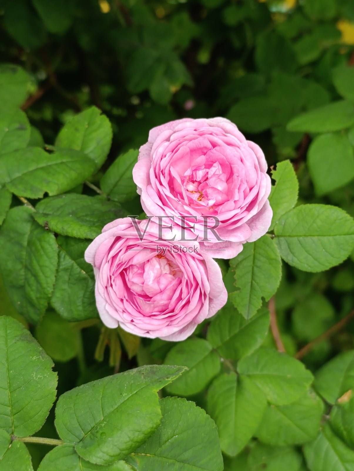 两朵盛开的粉色玫瑰在郁郁葱葱的绿叶中绽放照片摄影图片