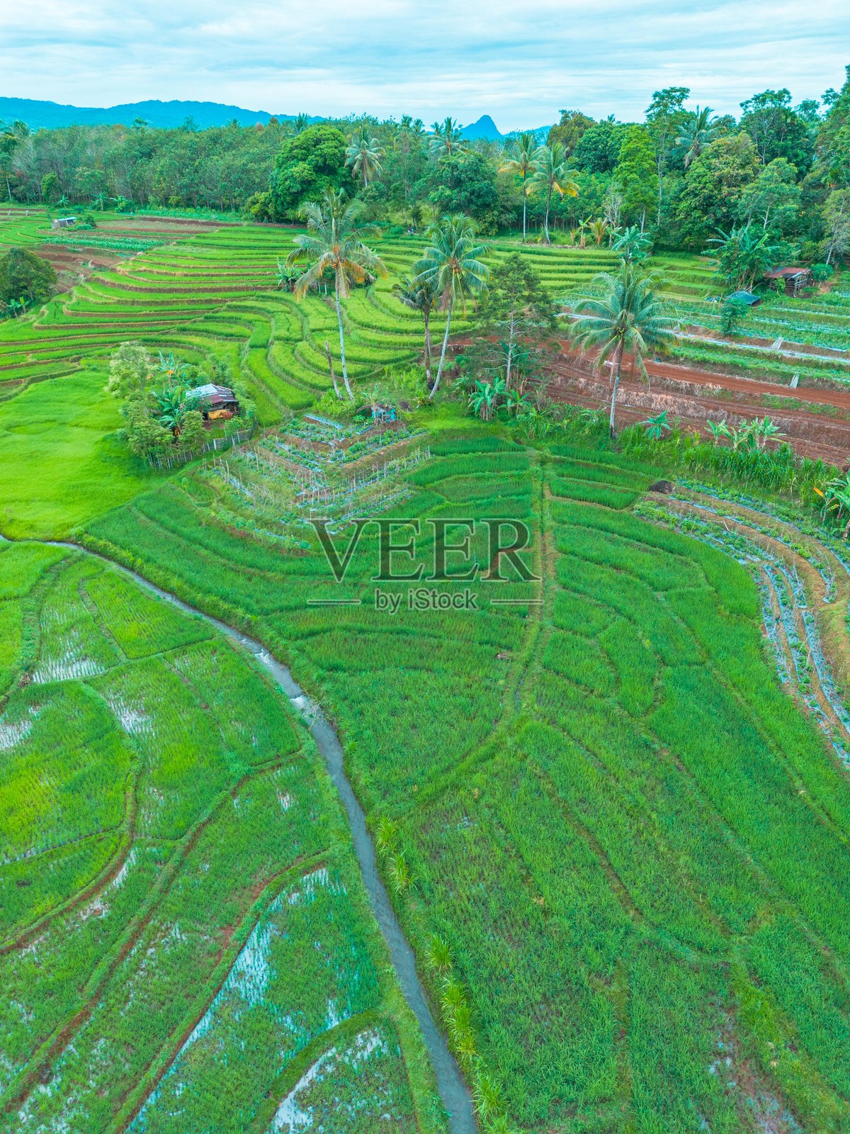 美丽的早晨景色,印度尼西亚全景,稻田与美丽的色彩和自然光的天空照片摄影图片