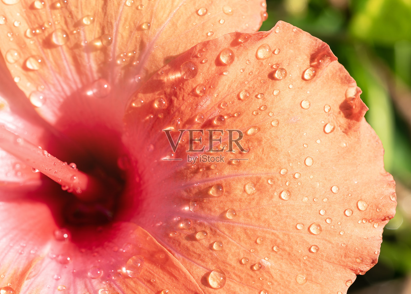 橙色花朵上的水滴特写照片摄影图片