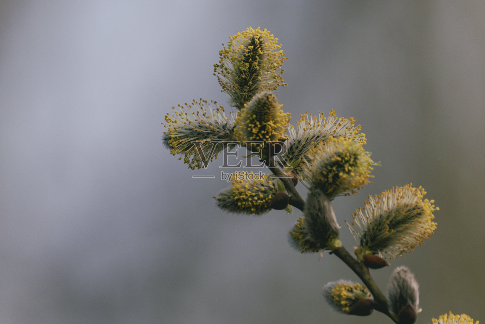 柳树照片摄影图片