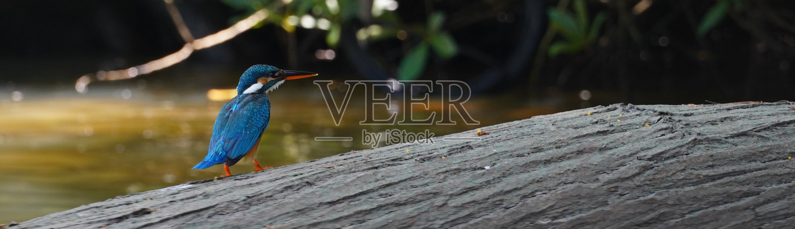 一只翠鸟栖息在树枝上照片摄影图片