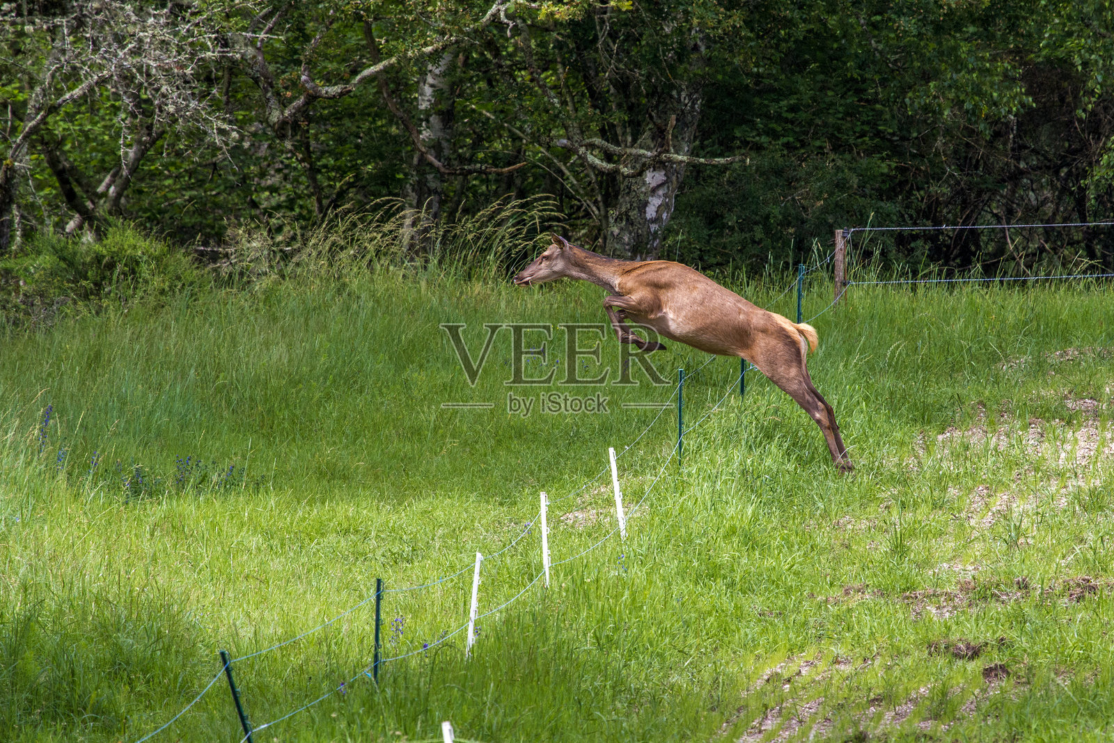 一只红鹿母鹿在森林中的草地上跳过栅栏照片摄影图片