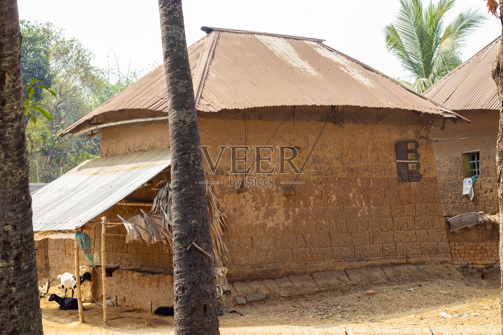 一个传统的印度村庄泥房,配有波纹金属屋顶,周围环绕着树木和乡村建筑。照片摄影图片