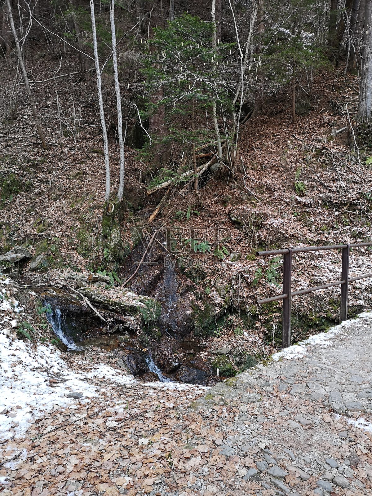 科莫省的卡瓦尔尼亚森林照片摄影图片