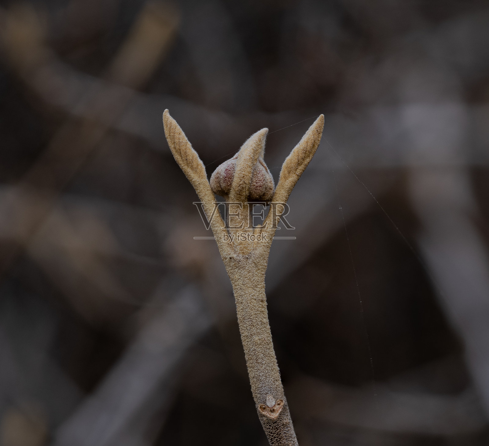这张照片展示了三朵花蕾的榆叶梅。照片摄影图片