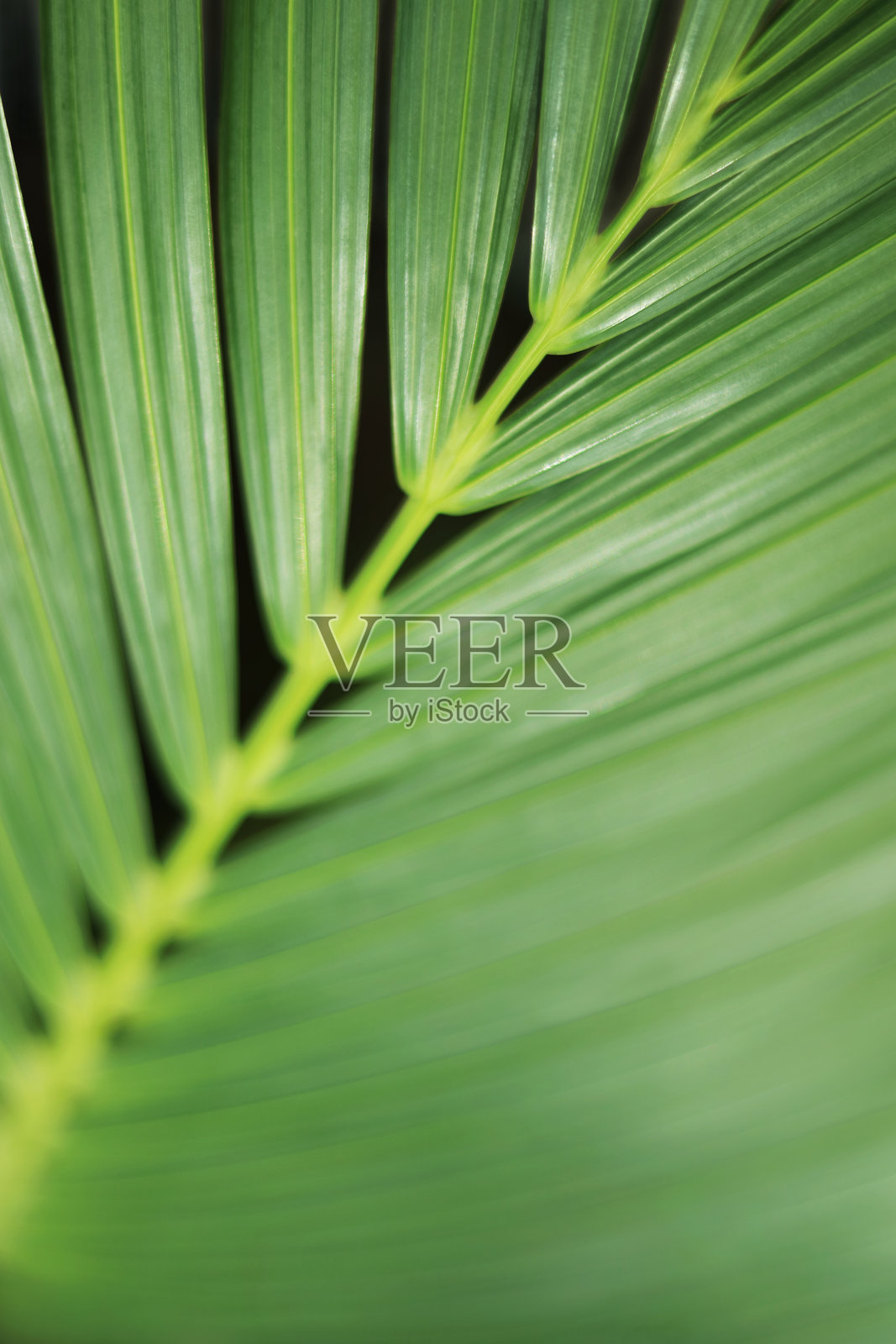 绿色棕榈叶的特写,展现自然纹理。照片摄影图片