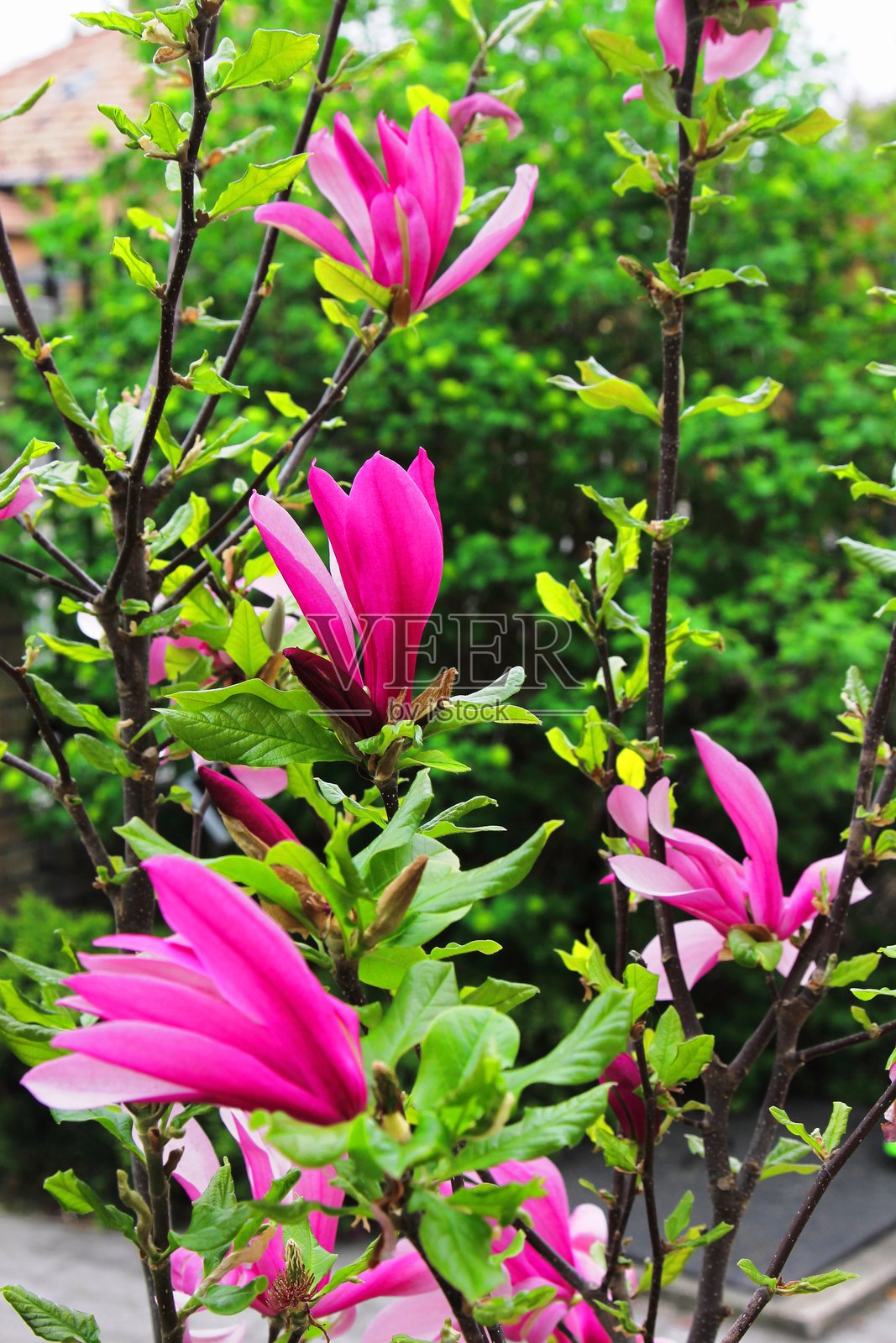 郁金香树照片摄影图片