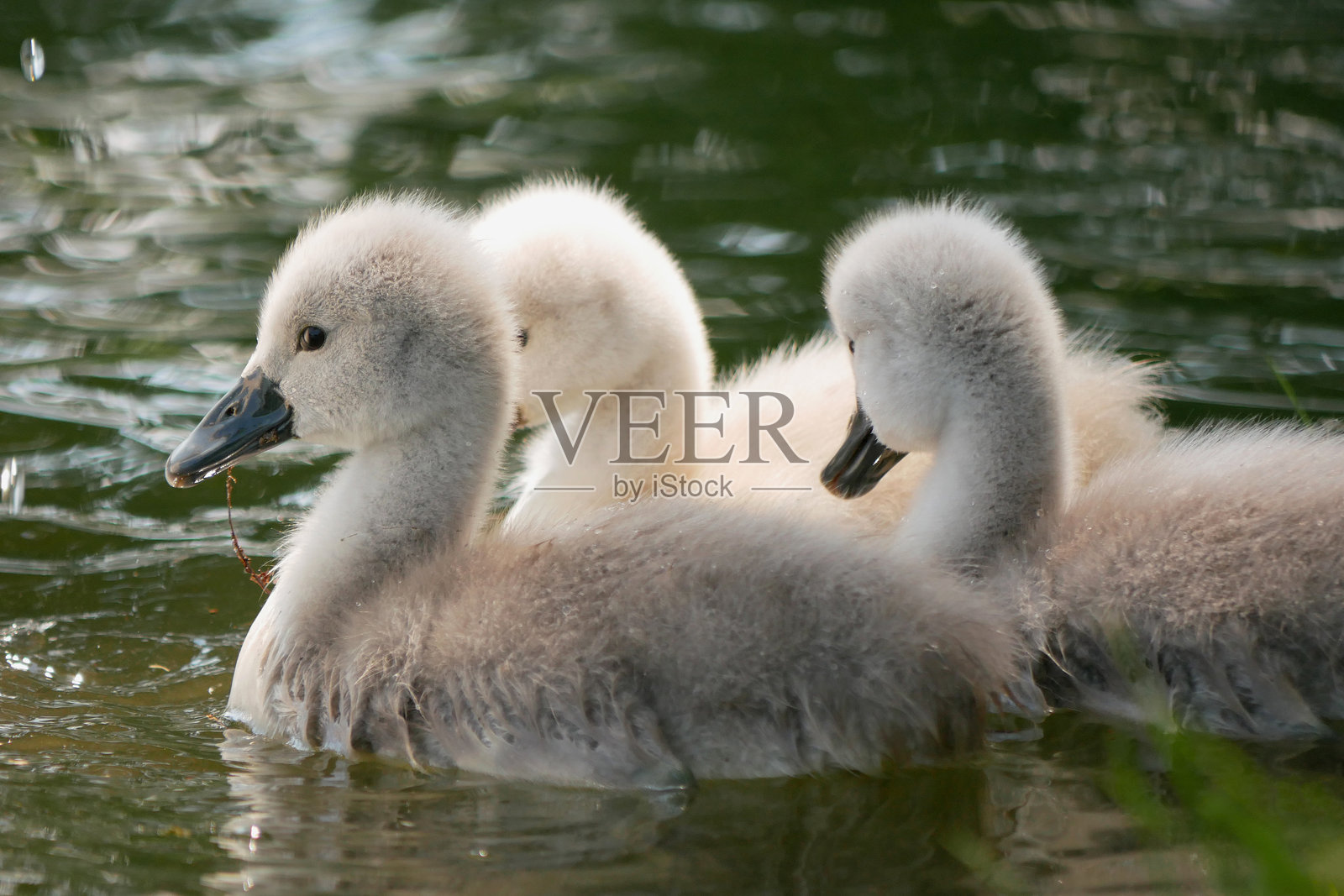 奥地利拉克斯堡城堡公园湖中游泳的小天鹅特写照片摄影图片