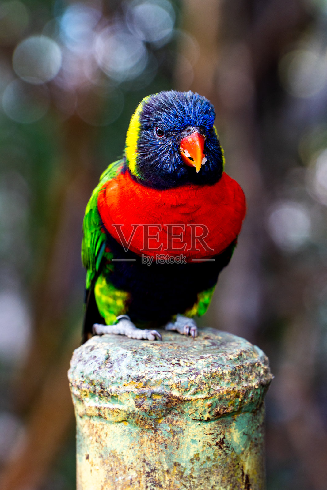 红领鹦鹉栖息在柱子上,背景模糊,特写镜头。照片摄影图片