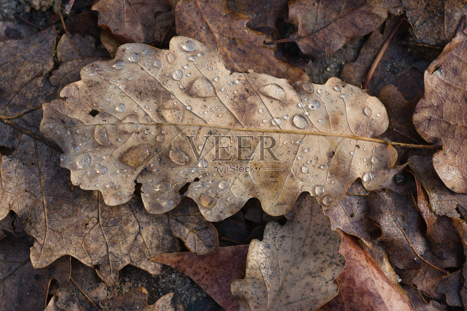 秋天的棕色橡树叶子躺在地上,沾满水滴照片摄影图片