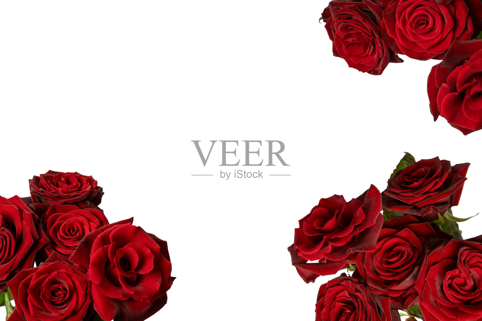 一束美丽的红玫瑰,孤立在白色背景上。照片摄影图片