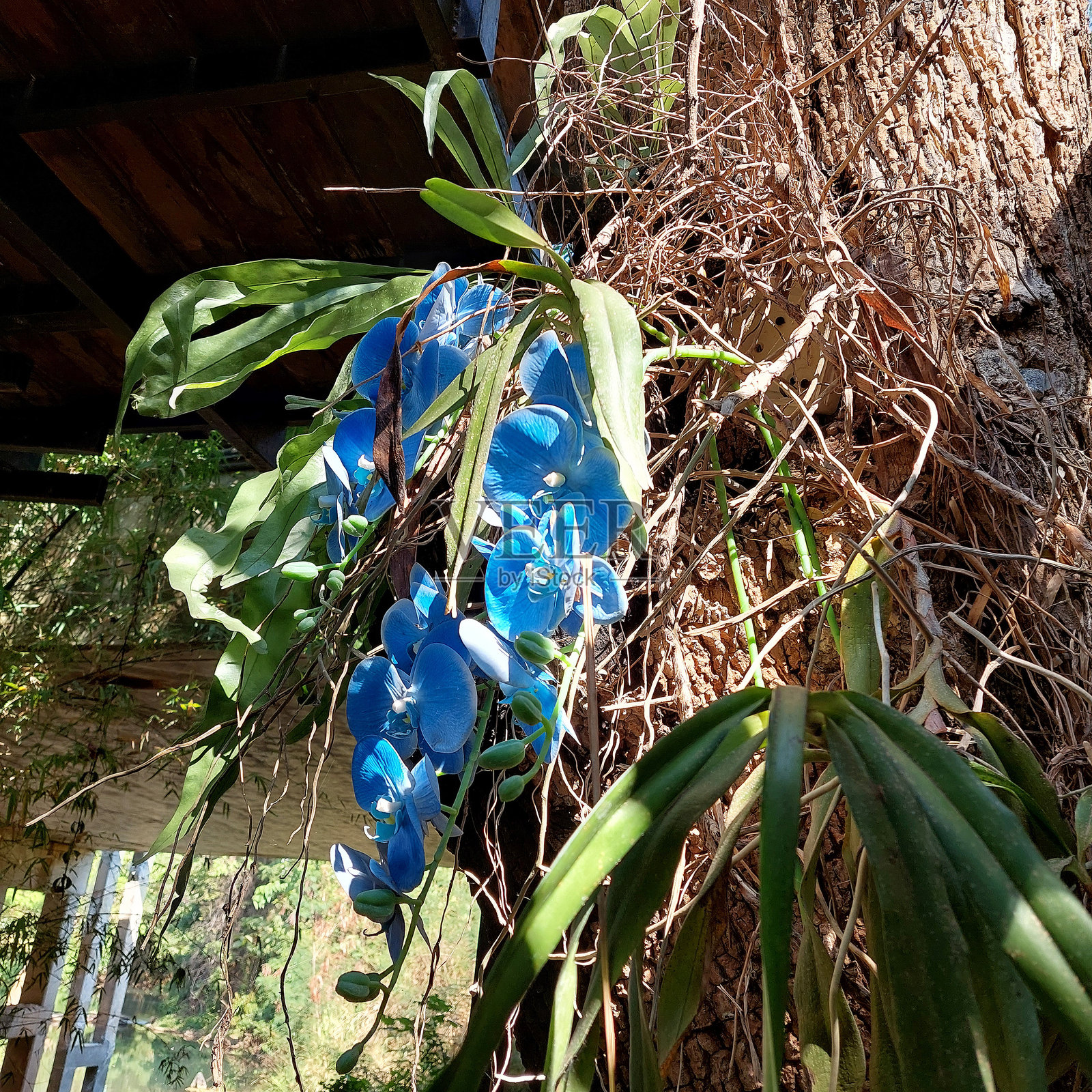 人工蓝色兰花,悬挂在大树上作为装饰照片摄影图片