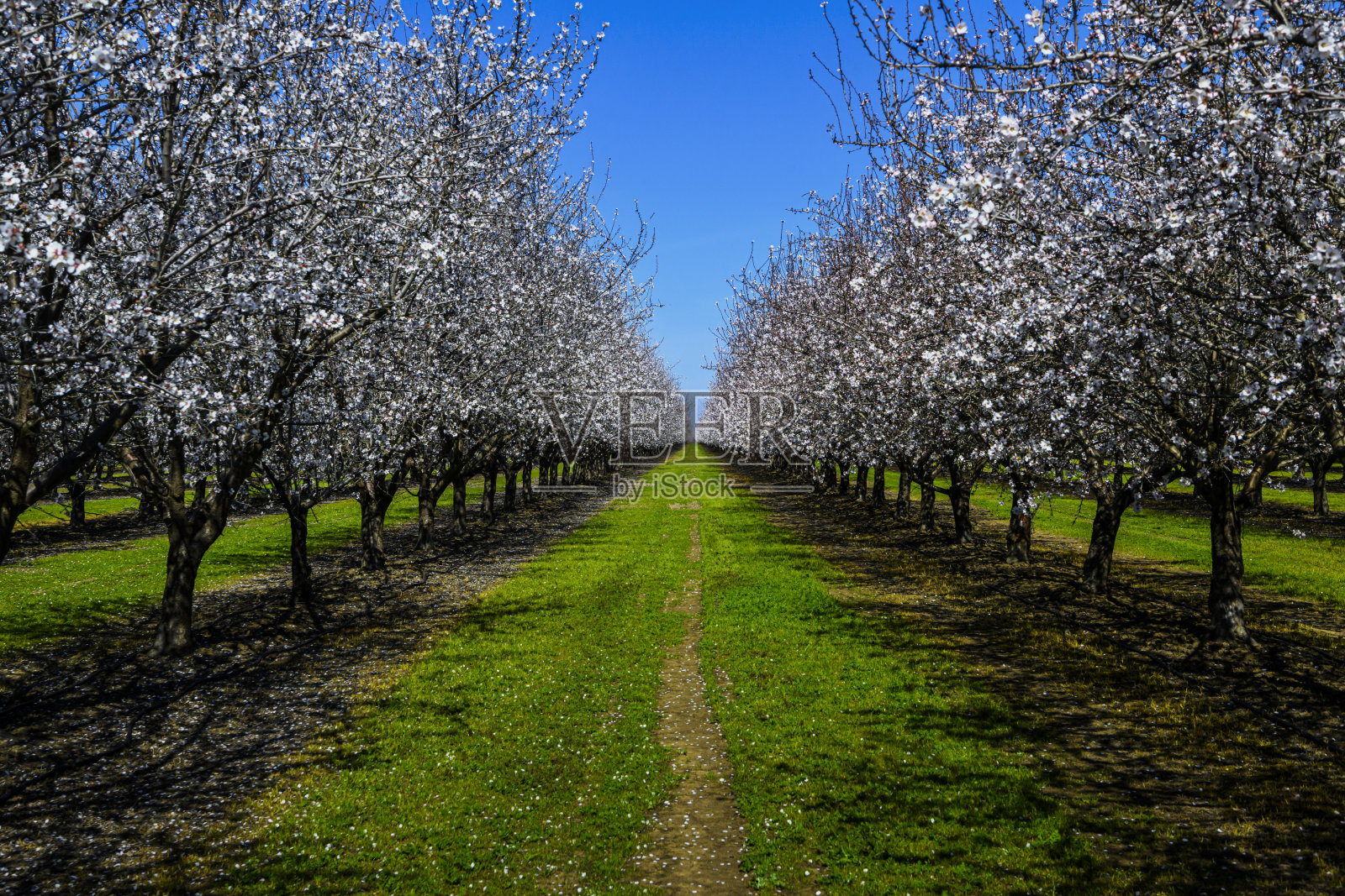 杏树花盛开的行列照片摄影图片