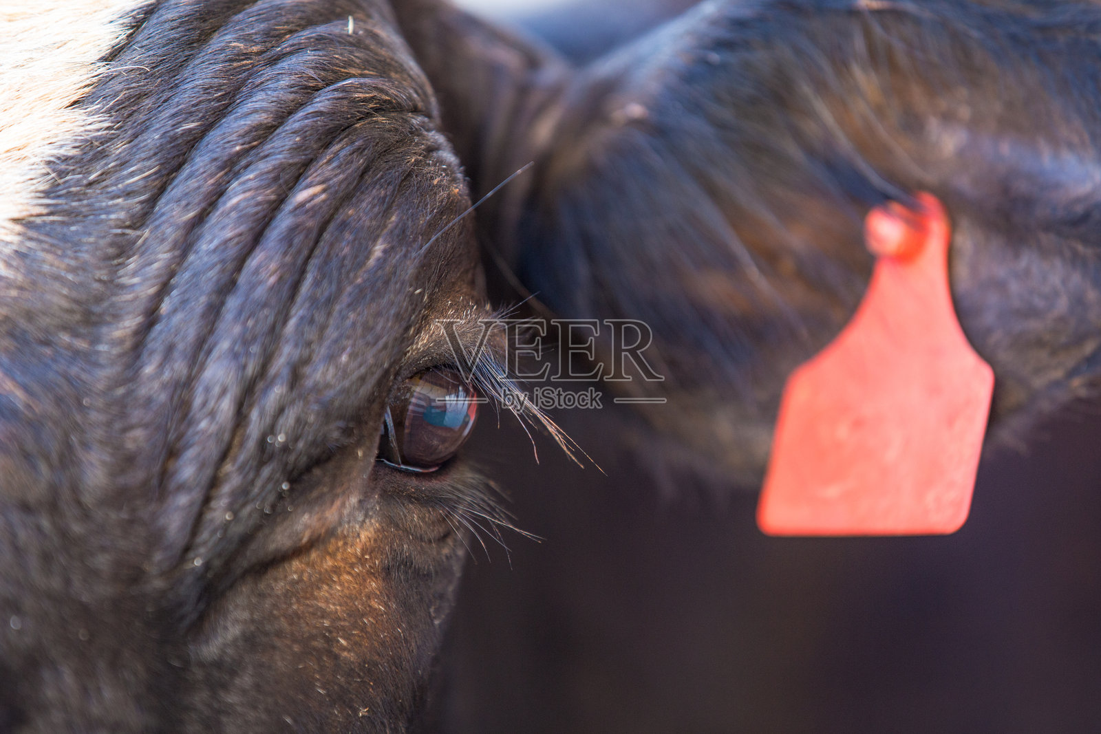 塞拉达卡纳斯特拉(巴西米纳斯吉拉斯)的一头牛的细节照片摄影图片