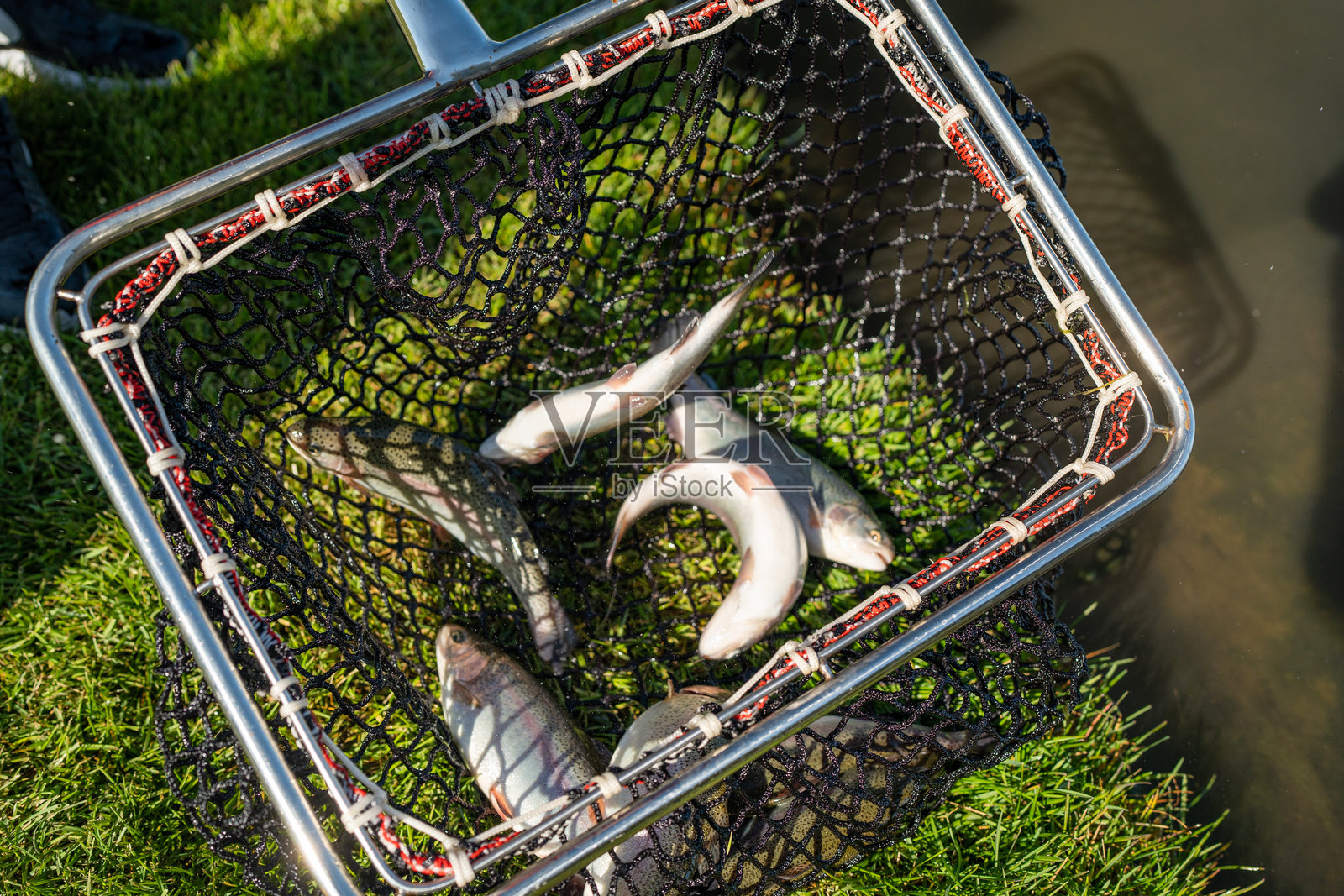 在宁静、平静的水边用网捕鱼,阳光明媚的美好日子,靠近池塘。照片摄影图片