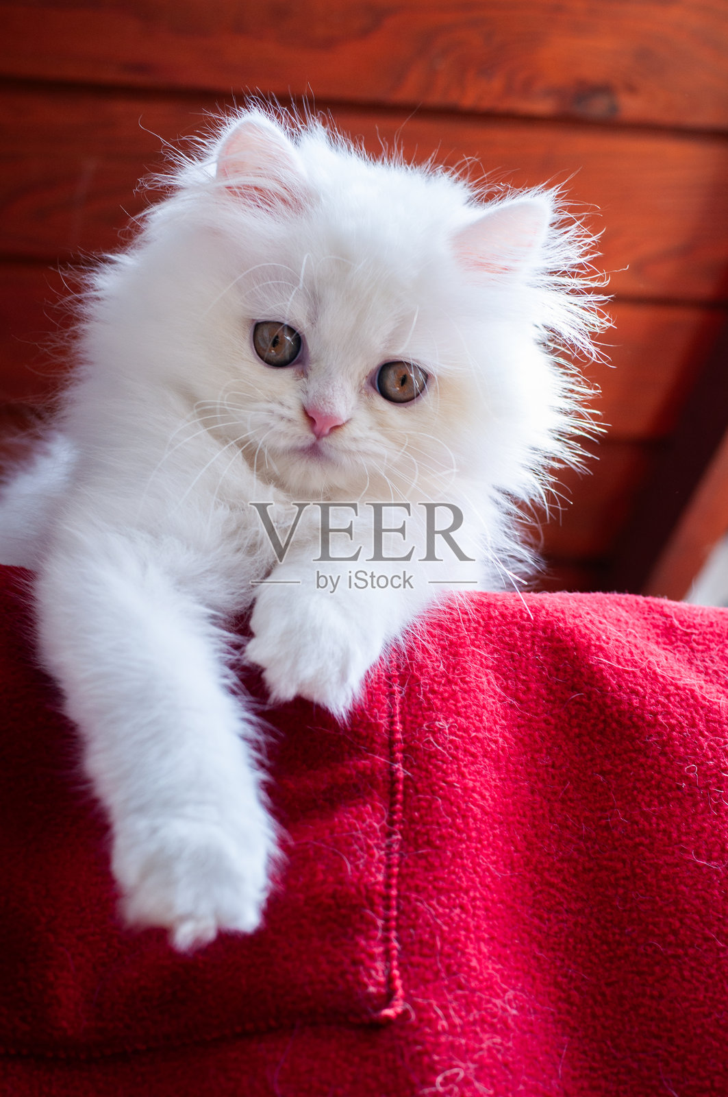 可爱的毛茸茸白色波斯小猫照片摄影图片