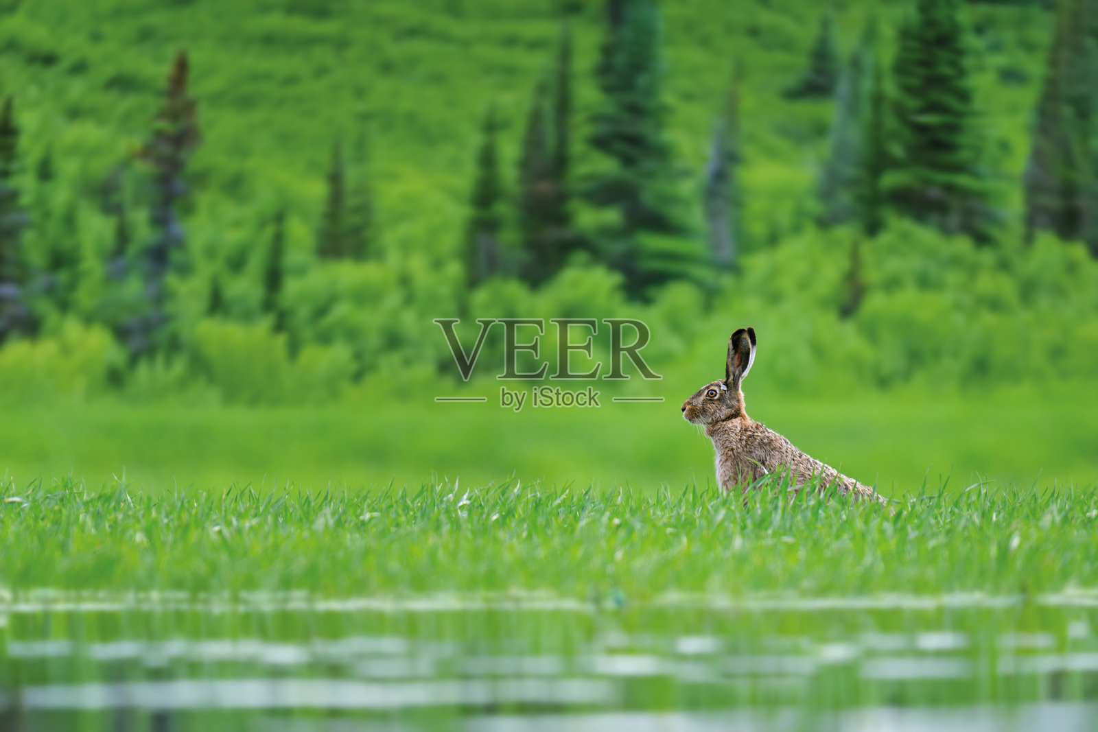 成年野兔坐在绿色草地上。自然中的野生动物场景。动物在草地上。照片摄影图片