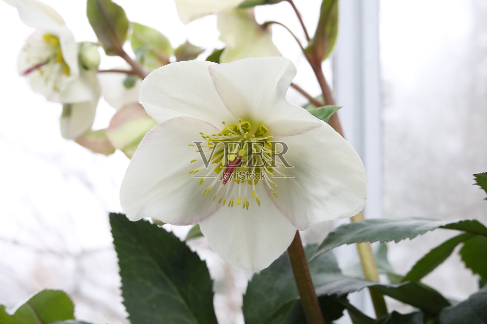 白色冬青花的特写,花蕊和雄蕊照片摄影图片