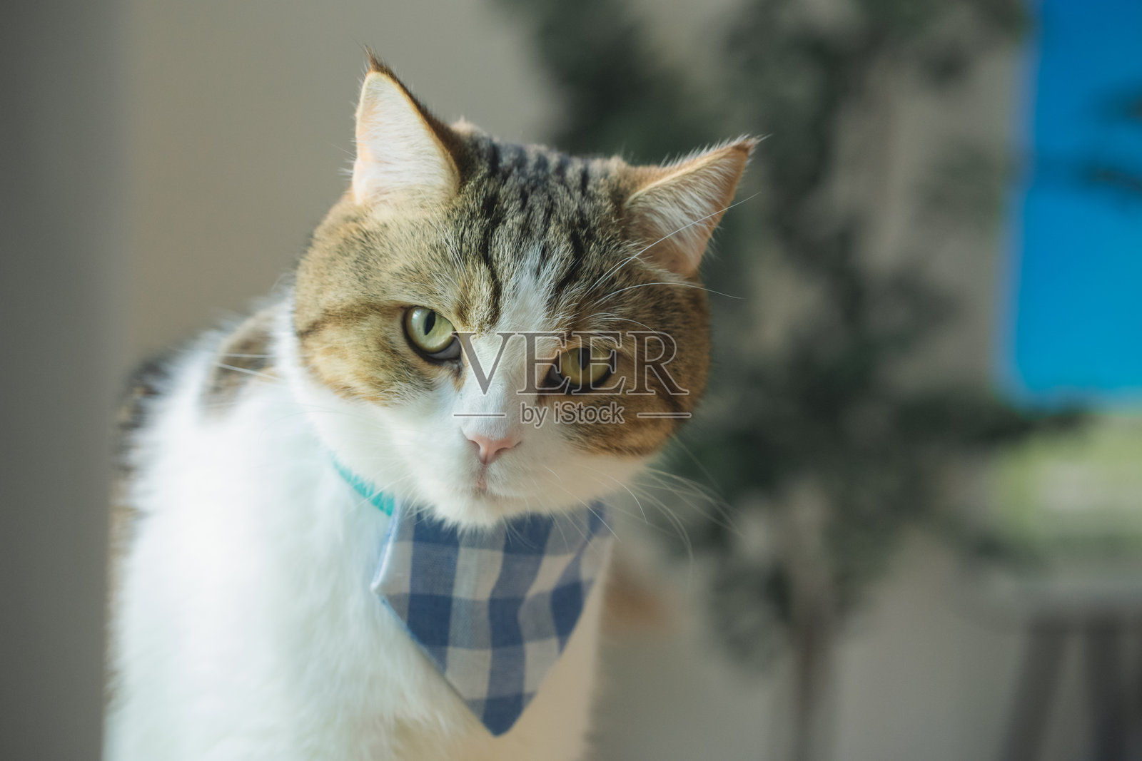 宠物护理概念,苏格兰猫在客厅放松和玩耍照片摄影图片